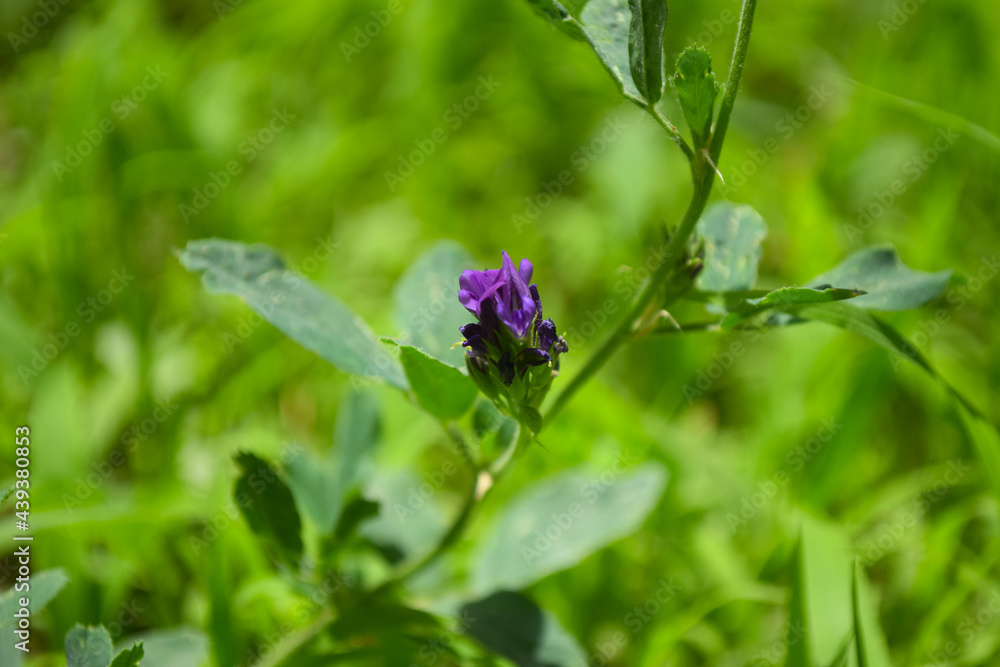 Purple flower green plant leaf grass, nature garden park wallpaper background close up Purple flower green plant leaf grass, nature garden park wallpaper background close up