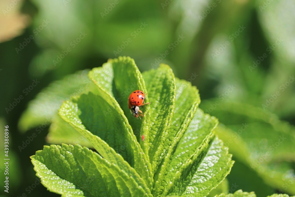 Coccinelle Coccinelle