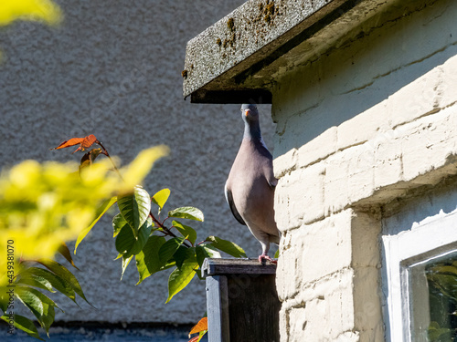 pigeon hiding in the garden
