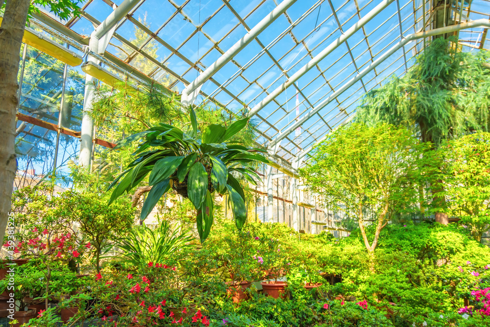 Coelogyne orchid in a hanging coconut pot among maples and flowering rhododendrons, in the greenhouse of a subtropical garden. Coelogyne orchid in a hanging coconut pot among maples and flowering rhododendrons, in the greenhouse of a subtropical garden.