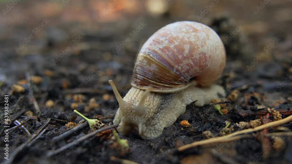 Snail in the forest landscape. The slug crawls on the ground in the wild. Snail in the forest landscape. The slug crawls on the ground in the wild.