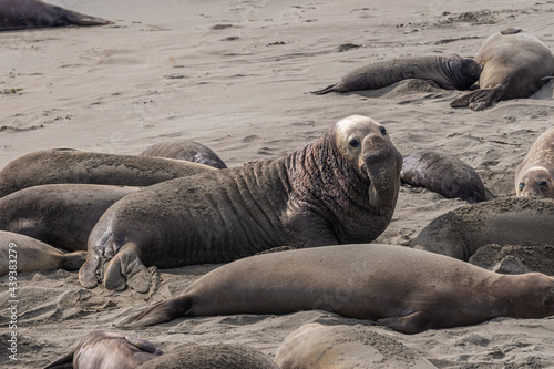 San Simeon, CA, USA - February 12, 2014: Elephant Seal Vista point. Closeup of male anong females lying on gray sandy beach.