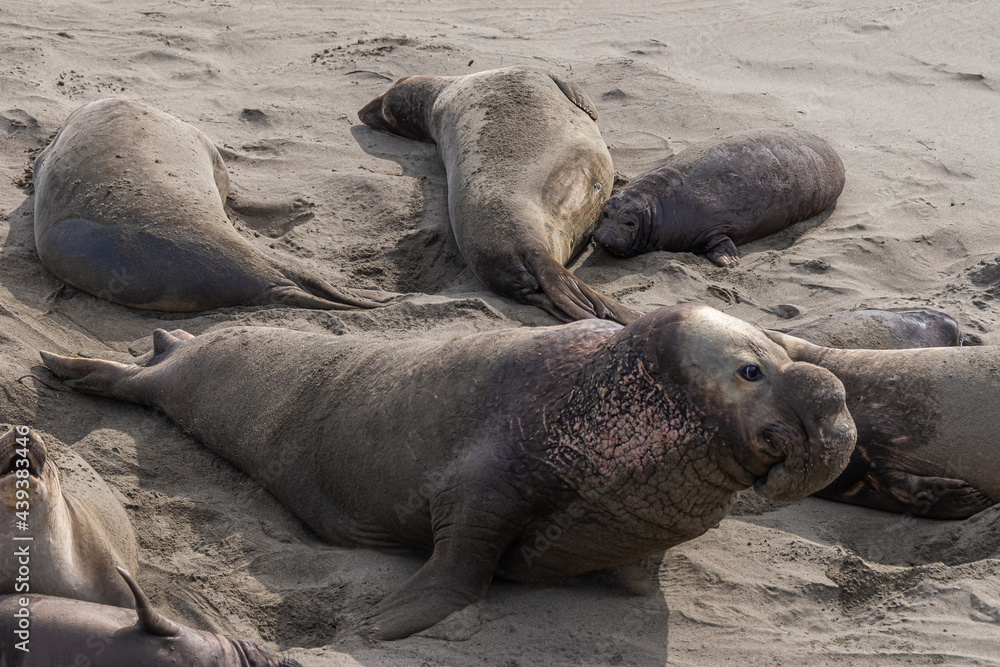 San Simeon, CA, USA - February 12, 2014: Elephant Seal Vista point. Closeup of male among females on beige sand. San Simeon, CA, USA - February 12, 2014: Elephant Seal Vista point. Closeup of male among females on beige sand.