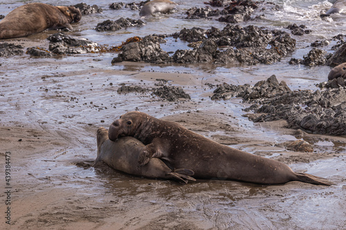San Simeon, CA, USA - February 12, 2014: Elephant Seal Vista point. Male overwhelms and turns female on back on wet sand with black rocks. © Klodien