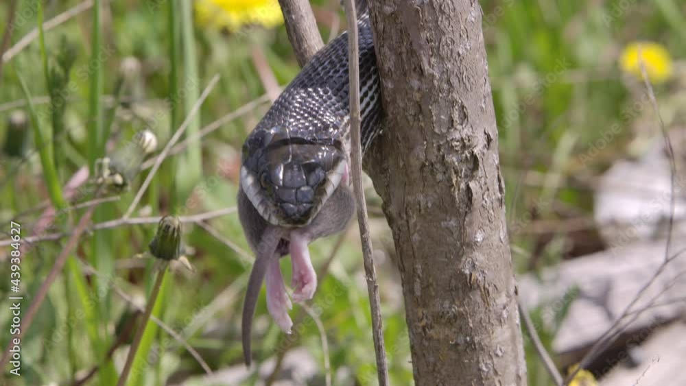 Tilt up reveal black rat snake in a tree eating a mouse Tilt up reveal black rat snake in a tree eating a mouse
