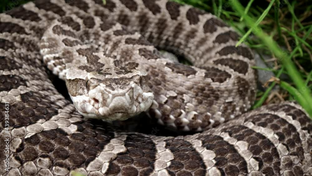 Close up view of rattlesnake flicking tongue Close up view of rattlesnake flicking tongue