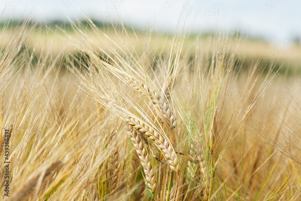 Fototapeta premium Ripe ears of barley in a field. Field of barley in a summer day. Harvesting period.