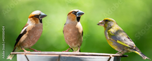 Obraz na płótnie Little songbirds sitting on a bird feeder