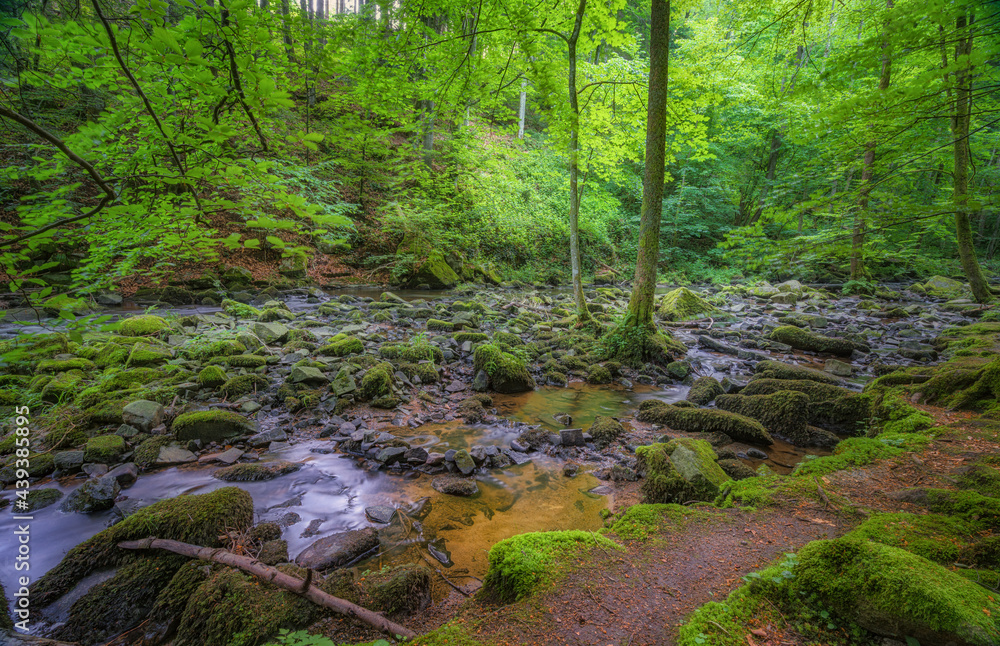 Obraz premium Die Saußbachklamm in Waldkirchen ist ein Naturschutzgebiet.