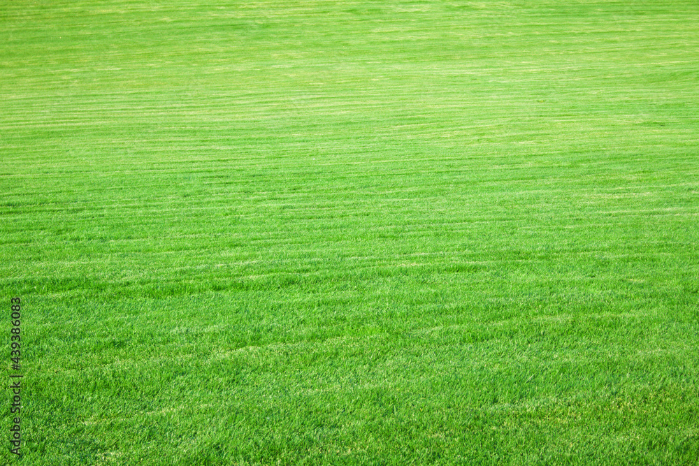 Fototapeta premium The green grassy field recedes into the distance. The grass is neatly trimmed and well-groomed. The lawn looked horizontally from left to right. The image can be used as a texture or background. 