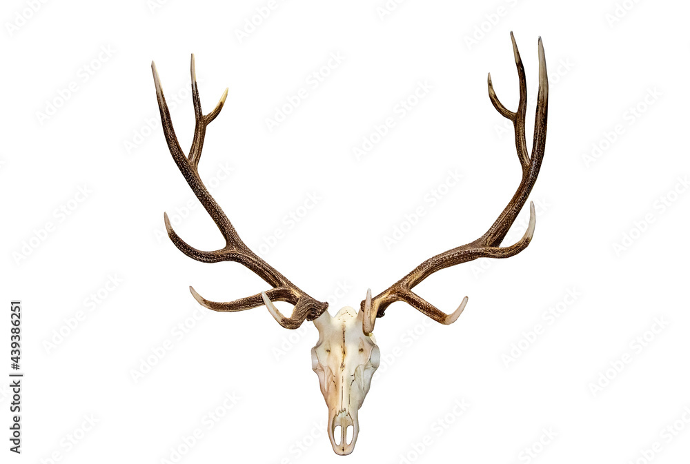 Obraz Beautiful Analope skull and antlers isolated against white.