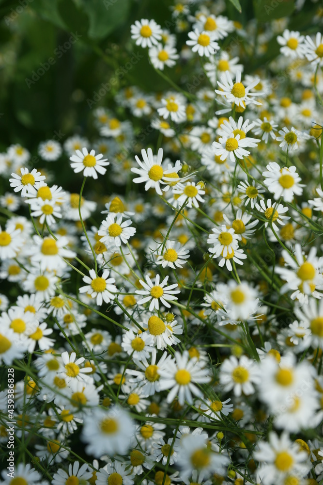A field of bright scented chamomile in summer A field of bright scented chamomile in summer