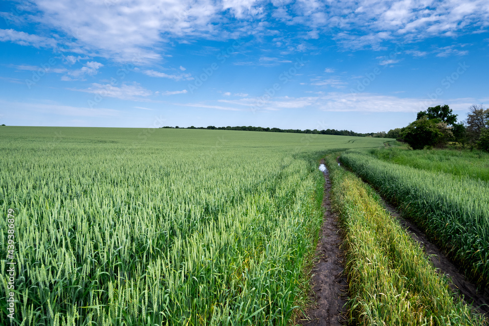 a sown field and a blue sky with clouds
