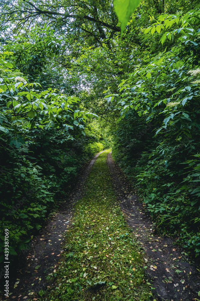 forest road between the trees