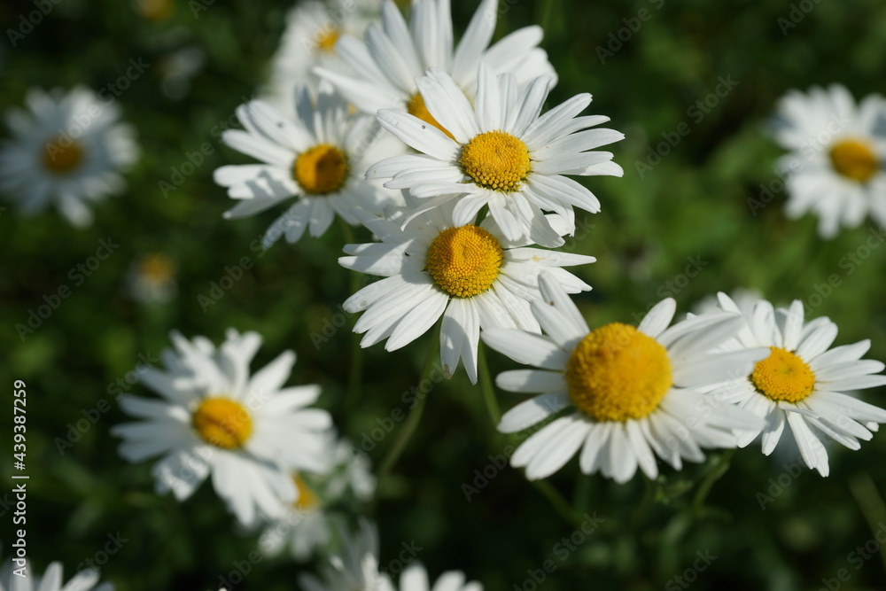 A field of bright scented chamomile in summer A field of bright scented chamomile in summer
