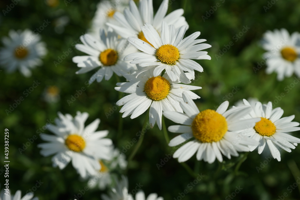 A field of bright scented chamomile in summer