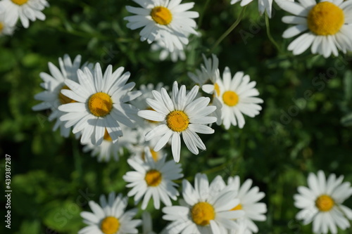A field of bright scented chamomile in summer