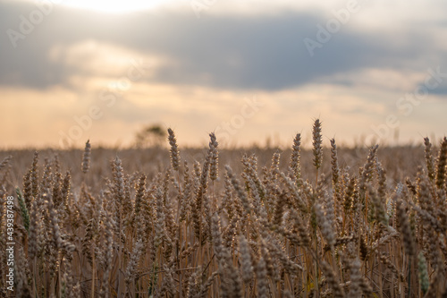 golden ears of grain ready to harvest with cloudy sky