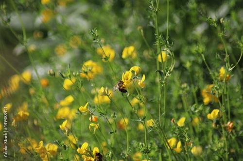 yellow flowers in the grass