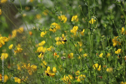yellow flowers in the field