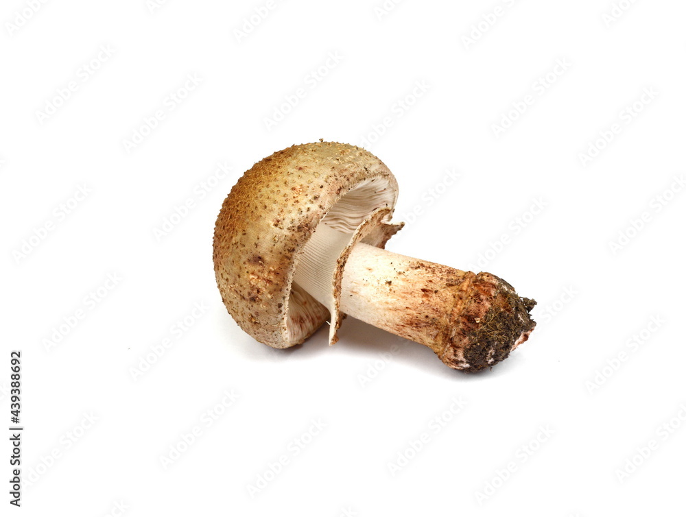 Mushroom call blusher (amanita rubescens) isolated on a white background Mushroom call blusher (amanita rubescens) isolated on a white background