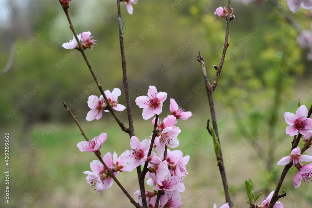 Natural background, peach flowers. Flowering branches of peach. Sprintime blossom. Natural background, peach flowers. Flowering branches of peach. Sprintime blossom.