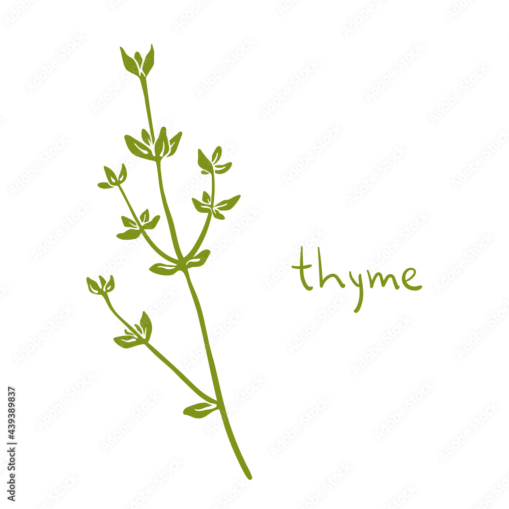 Obraz premium Thyme. Colorful paper cut culinary herbs isolated on white background. Doodle hand drawn icons. Vector illustration
