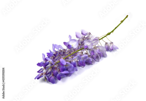 Wisteria flower isolated on white background
