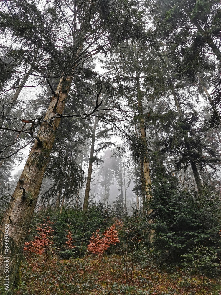 Fototapeta premium Nebel im Schwarzwald / fog in the blackforest