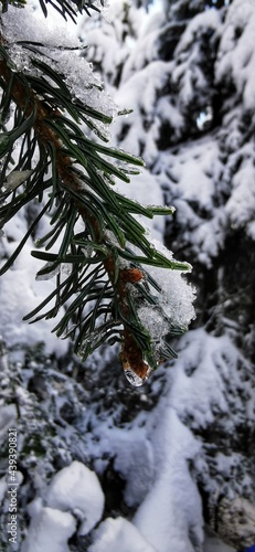 Makro Fichtenzweig mit Schnee / macro Spruce branch with snow 