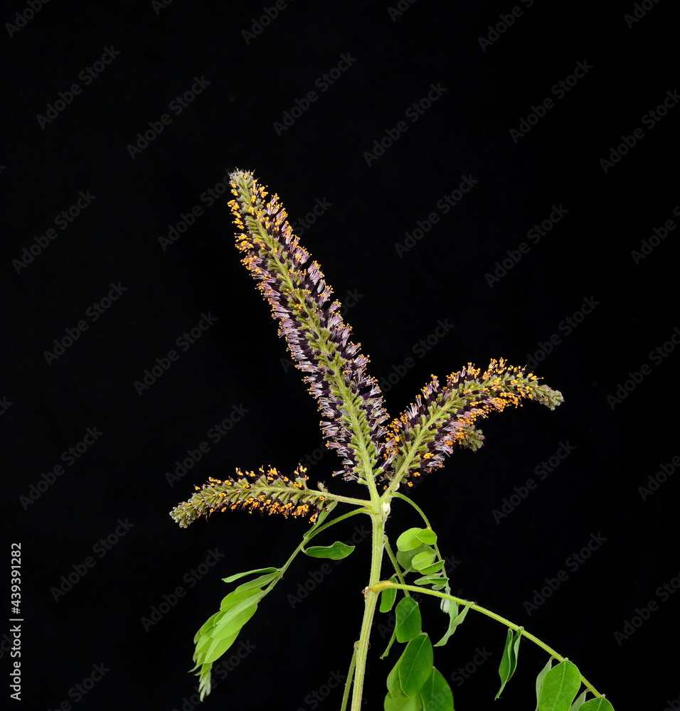 Fototapeta premium Amorpha fruticosa or desert false indigo false isolated on black. Indigo-bush and bastard indigobush purple flowers close-up. Honey and medicinal plants in Europe.