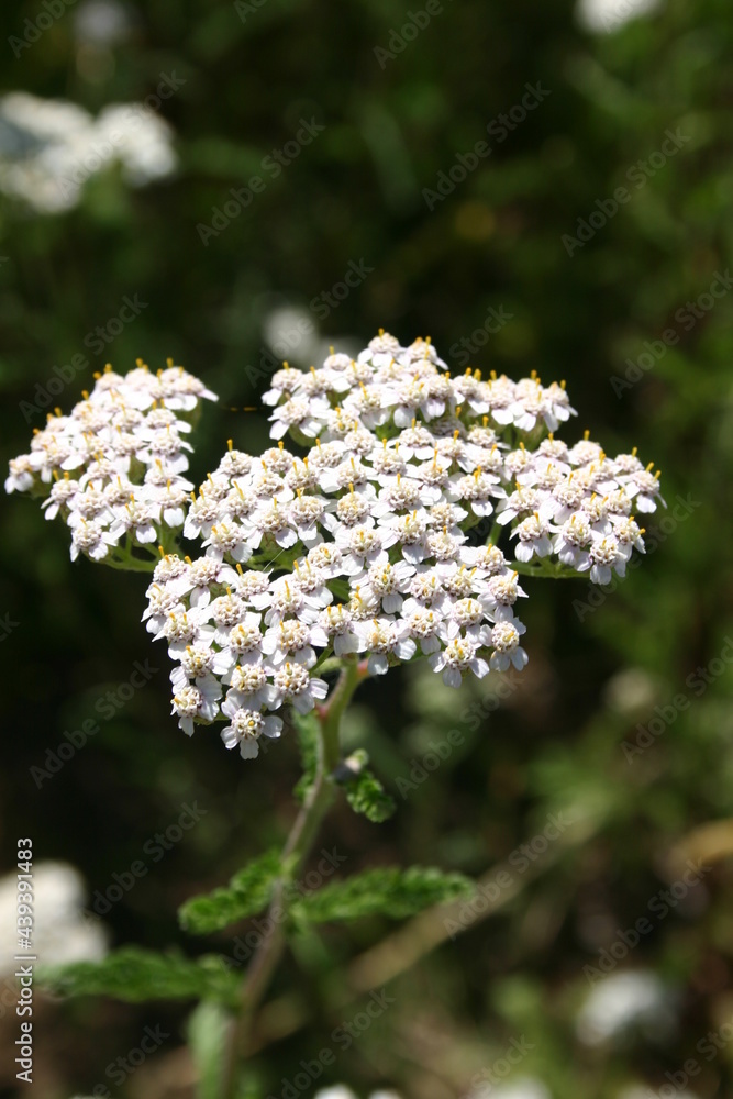 Yarrow flower Yarrow flower