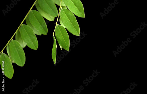 Amorpha fruticosa or desert false indigo false leaves isolated on black. Indigo-bush and bastard indigobush green leaves close-up. Honey and medicinal plants in Europe.