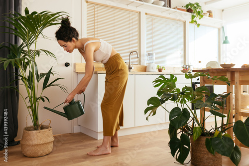 Young housewife irrigating plant in kitchen