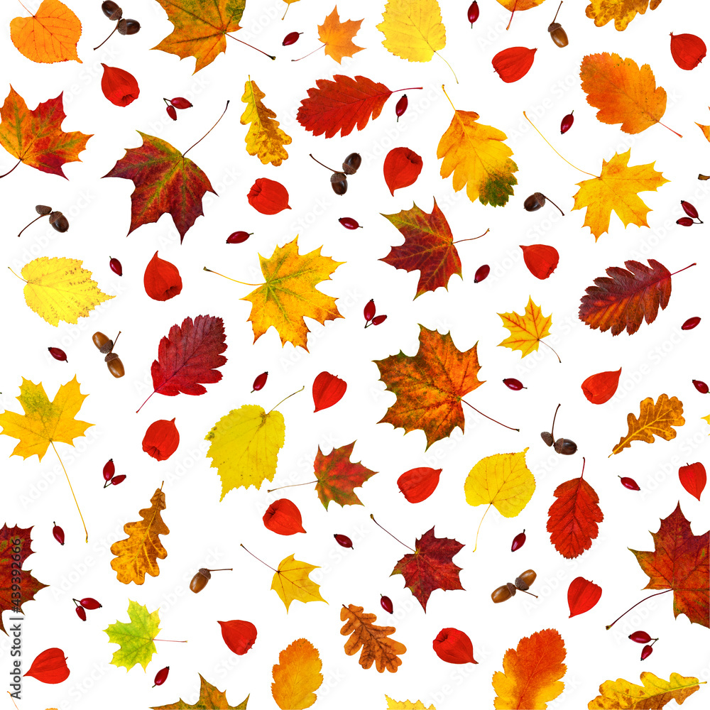 Colorful various fall leaves, physalis lanterns (Physalis alkekengi), dog-rose fruits and acorns collage seamless pattern (wallpaper) isolated on white