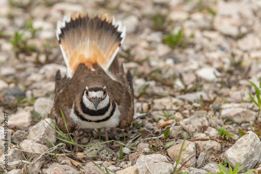 Kildeer Plover protecting its eggs on gravel Kildeer Plover protecting its eggs on gravel