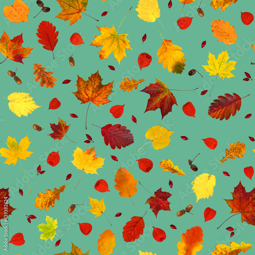 Colorful various fall leaves, physalis lanterns (Physalis alkekengi), dog-rose fruits and acorns collage seamless pattern (wallpaper)