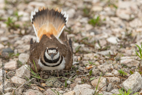 Kildeer  Plover protecting its eggs on gravel  photo