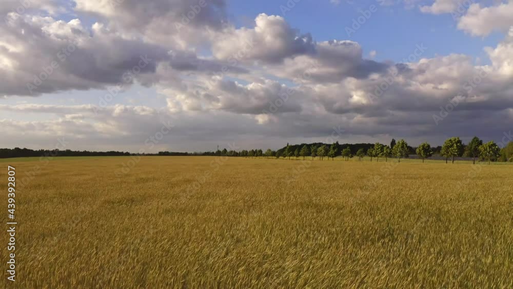 Beautiful view of endless green agricultural field on cloudy spring day. Drone flying over wheat field harvest crops in the countryside. Beautiful view of endless green agricultural field on cloudy spring day. Drone flying over wheat field harvest crops in the countryside.