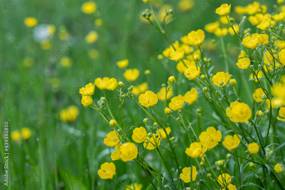Some buttercup blossoms (Ranunculus acris) on a meadow. Focus on the blossom in the middle. Some buttercup blossoms (Ranunculus acris) on a meadow. Focus on the blossom in the middle.