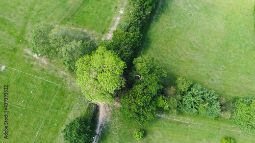  oak tree canopy from directly above pictured from drone