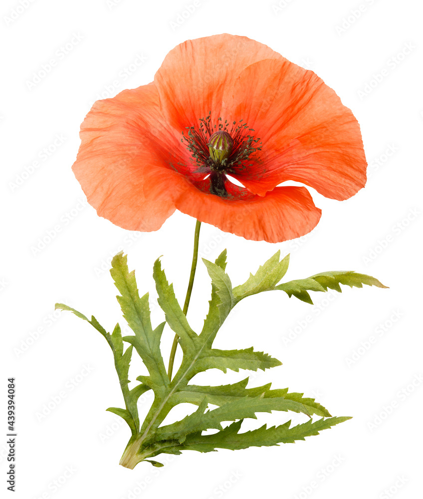 Red poppies isolated on white background. Spring or summer wild field flowers. Poppy flowers. Parts of plant: flower head, stem, bud and leaves Red poppies isolated on white background. Spring or summer wild field flowers. Poppy flowers. Parts of plant: flower head, stem, bud and leaves