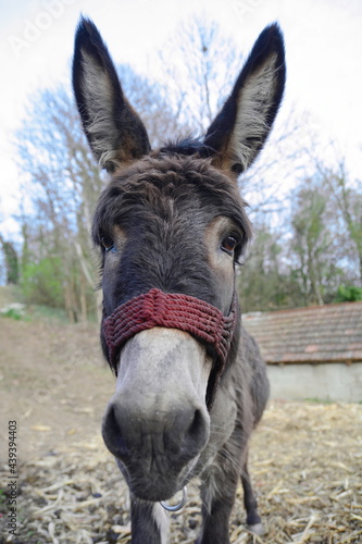 Close Up Donkey Face Portrait. Portrait of a donkey. © Sanja