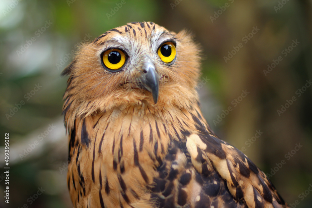 Buffy fish owl also known as the Malay fish owl Buffy fish owl also known as the Malay fish owl