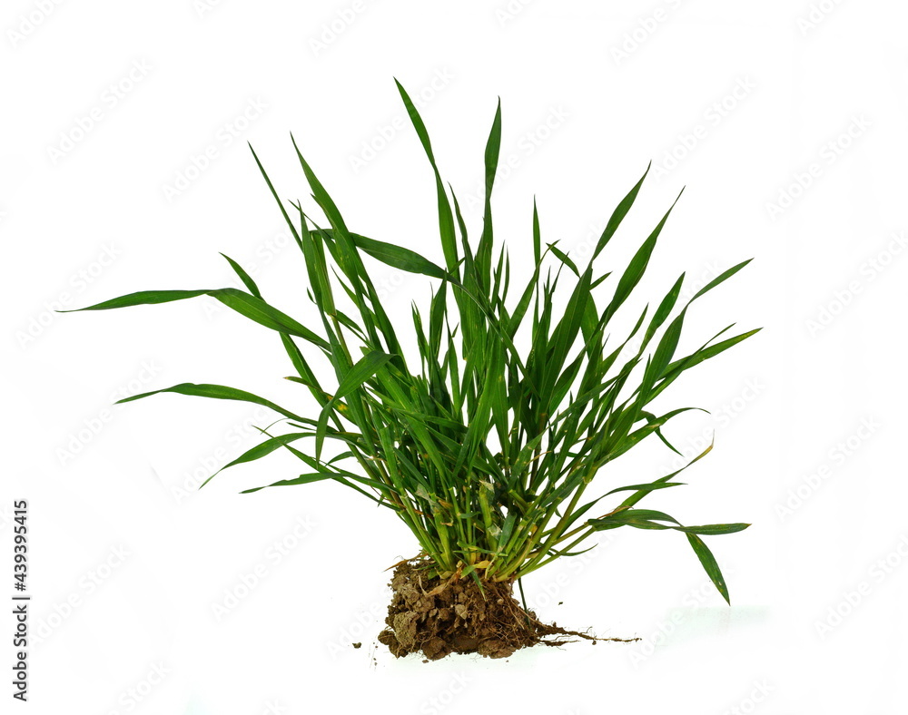 Freshly harvested young green barley on white. Organic food concept. Bunch of green grass isolated on white background Freshly harvested young green barley on white. Organic food concept. Bunch of green grass isolated on white background