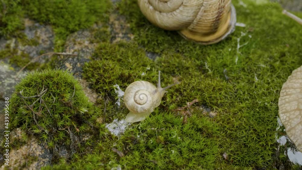Edible snail or escargot (Helix pomatia) crawls on the moss. Edible snail or escargot (Helix pomatia) crawls on the moss.