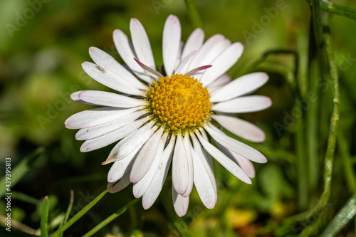 Nice daisy in the grass