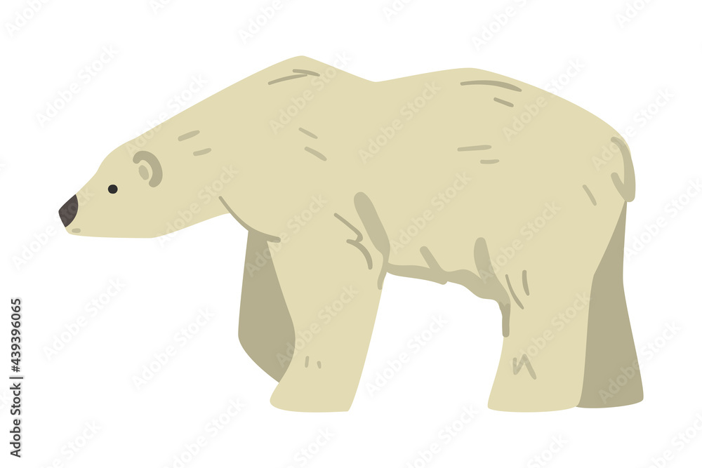 White Bear Arctic Animal, Wild Polar Mammal Cartoon Vector Illustration