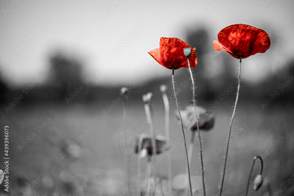 Obraz premium Selective color beautiful poppies on black and white background. Red poppies against black and white background, artistic love romance floral background. Abstract nature scenery