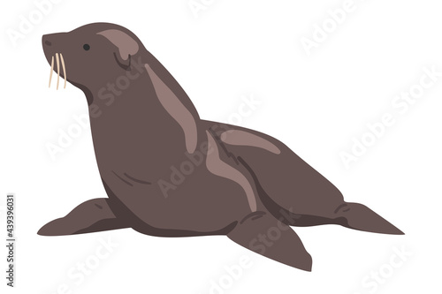 Seal Arctic Animal  Wild Polar Marine Mammal Cartoon Vector Illustration